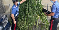 Coltivazione di marijuana nei boschi del Casentino