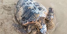 Tartaruga marina trovata morta sulla spiaggia
