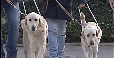Una giornata di festa con i cani guida per ciechi
