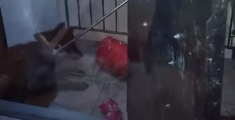 Lupo entra nel portone di un condominio - VIDEO