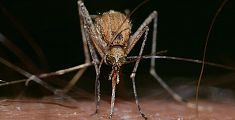 Dengue, in Toscana due nuovi casi