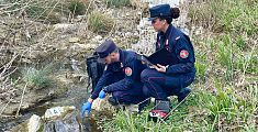 Pesci morti nel torrente, indagano i carabinieri
