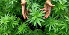 La Cannabis approda in Consiglio regionale