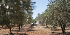 ​Scapigliato Alberi cresce, ora olivi gratis in 56 Comuni