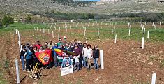 Piantati i 400 olivi di Paolo in Palestina