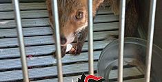 Cucciolo di volpe ferito rinchiuso nella gabbia