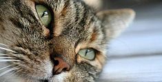 Gattino impallinato rischia la paralisi