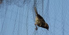 Reti per catturare gli uccelli, bracconiere denunciato