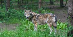 Scorribande dei lupi e cresce la preoccupazione