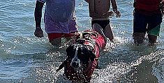 ​Cani bagnino all'opera sulle spiagge toscane