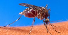 Febbre Dengue, un altro caso sospetto in Toscana