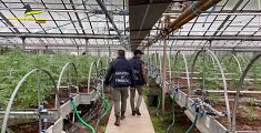 Nell'azienda agricola 1700 piante di cannabis