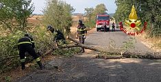 Albero crolla e si abbatte in piena carreggiata