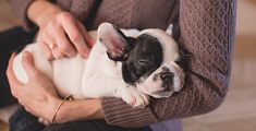 5 consigli per prendersi cura nel migliore dei 5 consigli per prendersi cura nel migliore dei modi del cucciolo di cane appena accolto in casa