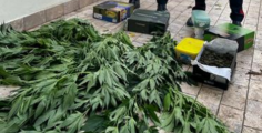Coltiva cannabis, beccato dai carabinieri