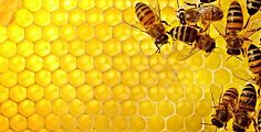 La città etrusca si schiera dalla parte delle api