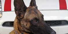 cane pastore belga malinois della polizia municipale