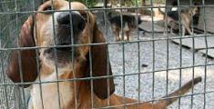 Cani massacrati, la denuncia delle associazioni