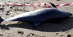 Un altro delfino morto, questa volta a Baratti