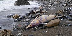 Il mare porta a riva tre delfini morti