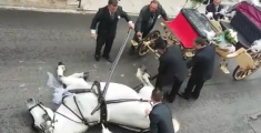 Cavallo 'nuziale' stramazza per la fatica - VIDEO