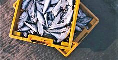 Pesca e acquacoltura, sviluppare l'economia blu