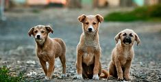 Accordo Comune - Lipu per salvare i cuccioli