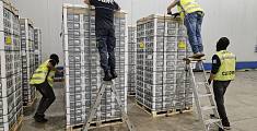 Chili di cocaina nel container di frutta dal Perù