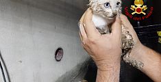 Gattino maldestro s'incastra nel tubo di scolo