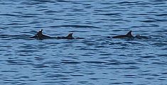 Delfini all'Elba, lo spettacolo anche in autunno