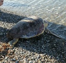 Due giorni dedicati alla tartarughe marine 