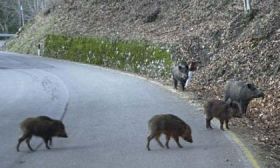 Cinghiali, Parco e il mito del Supercommissario