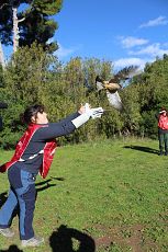 Dopo le cure i due rapaci tornano in libertà 