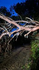 Il vento abbatte un grande pino