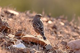 Birdwarching, incontro a Porto Azzurro
