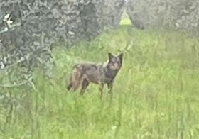 Lupi a Marina, l’allarme di Fedagripesca