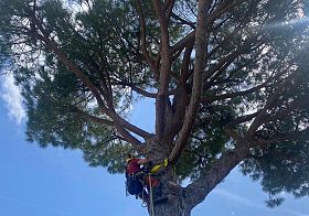 Monitorati gli alberi di scuole e spazi pubblici