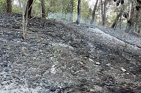 Incendio sulla collina, bruciato il sottobosco 