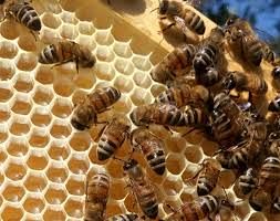 Studenti toscani e tedeschi uniti online dalle api
