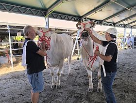 Edio Giannellini trionfa alla Fiera Zootecnica