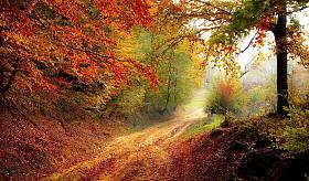 Foliage, il bosco d'autunno anche in Val di Cornia