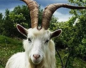 Mamma capra in difficoltà durante il parto