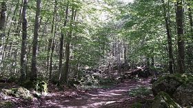 Natura che cura, un volume sulla terapia forestale