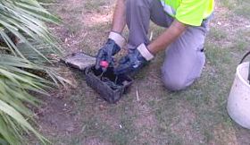 Derattizzazione, rassicurazioni dal Comune