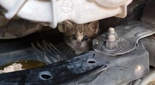 Un gattino nel motore