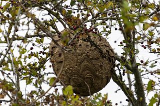 Un nido di vespa velutina