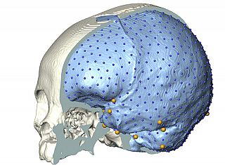 Modello 3D del cervello di infante di Homo sapiens 