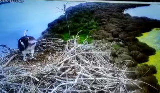 Il nido dei falchi pescatori