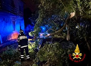 Un albero crollato nel Pisano