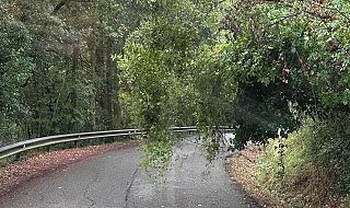 Un albero pericolante